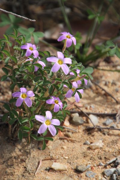 Oxalis aridicola, photographed by Tony Rebelo