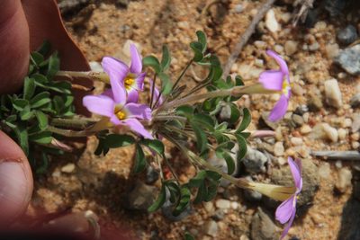 Oxalis aridicola, photographed by Tony Rebelo