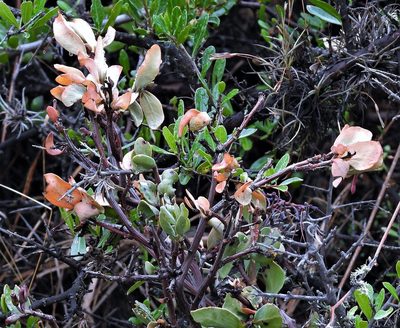 Tristerix verticillatus, photographed by Hugo Hulsberg