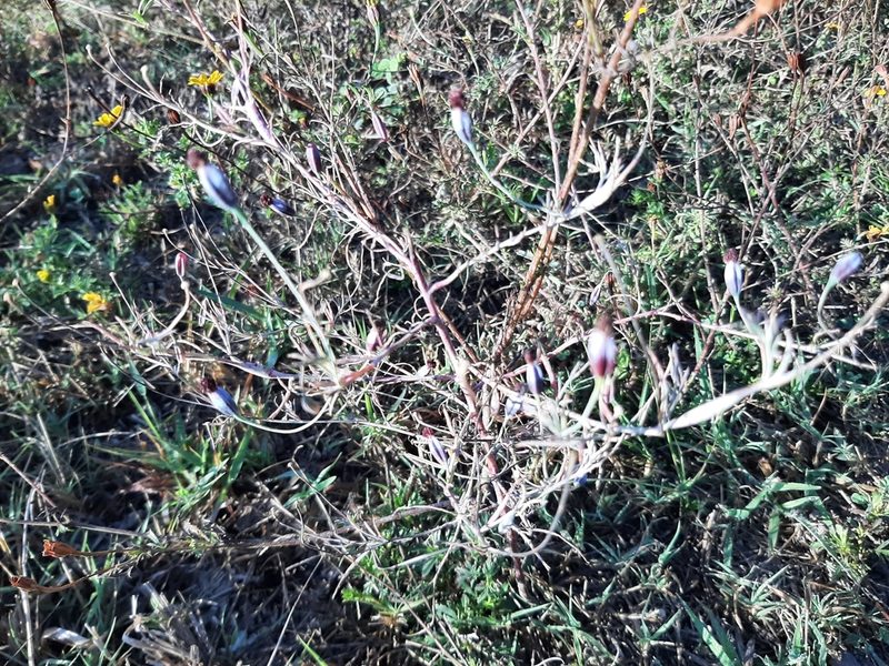 Porophyllum linaria, photographed by Casa Benita