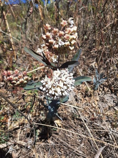 Asclepias glaucescens, photographed by Casa Benita