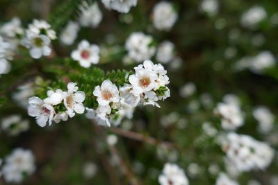 Baeckea imbricata, photographed by Gary Williams