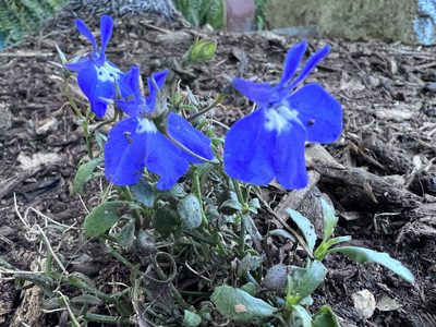 Lobelia erinus, photographed by TonyT