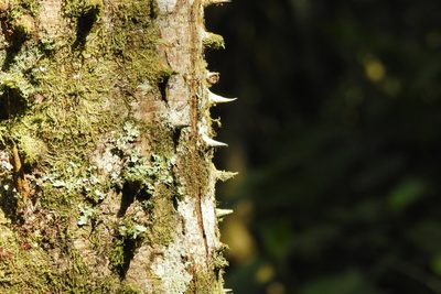 Hura crepitans, photographed by Ben Meredyk