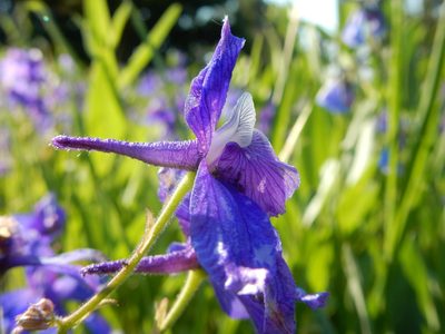 Delphinium bicolor, photographed by Matt Lavin