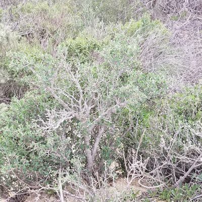 Euphorbia misera, photographed by James C. Davis