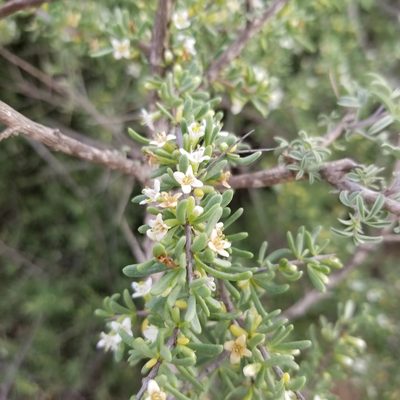 Lycium californicum, photographed by James C. Davis