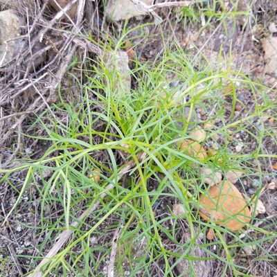 Coreopsis maritima, photographed by James C. Davis