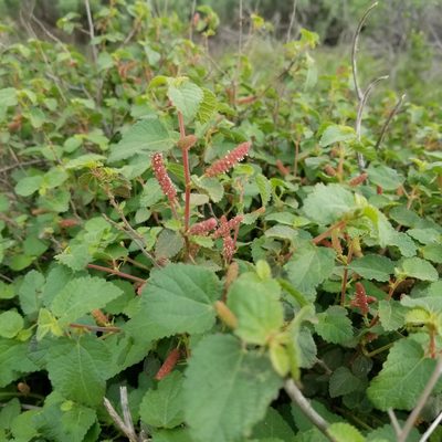 Acalypha californica, photographed by James C. Davis
