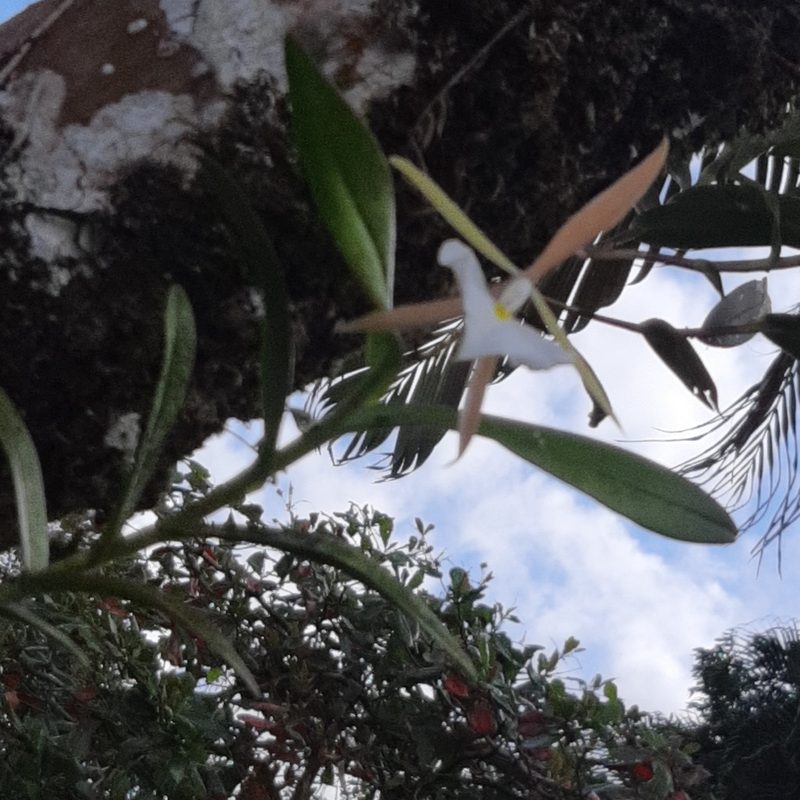Epidendrum eburneum, photographed by Arthur de Jesús Chavarría Pérez