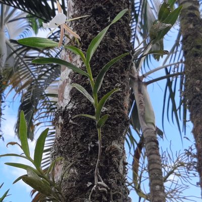 Epidendrum eburneum, photographed by Arthur de Jesús Chavarría Pérez