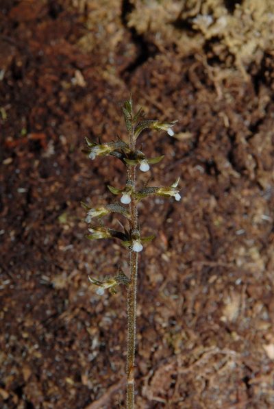Cyclopogon cranichoides, photographed by Brian Finzel