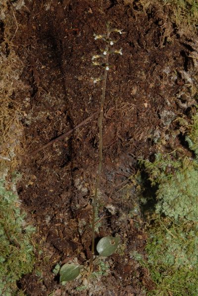 Cyclopogon cranichoides, photographed by Brian Finzel