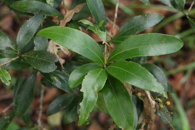 Denhamia celastroides, photographed by Greg Tasney