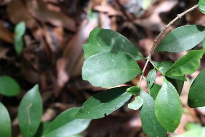 Cyclophyllum longipetalum, photographed by Greg Tasney