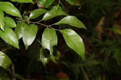 Sarcopteryx stipata, photographed by Greg Tasney