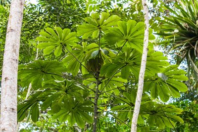 Cecropia obtusifolia, photographed by Melissa McMasters