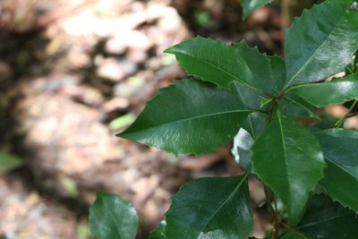 Auranticarpa rhombifolia, photographed by Greg Tasney