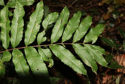 Cupaniopsis newmanii, photographed by Greg Tasney