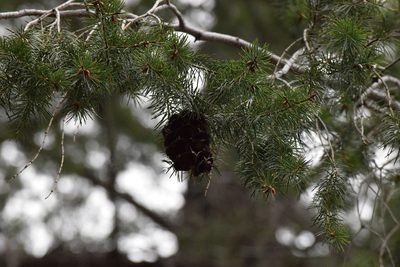 Pseudotsuga macrocarpa, photographed by velodrome