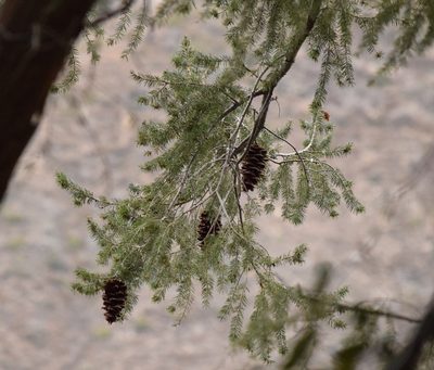 Pseudotsuga macrocarpa, photographed by velodrome