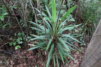 Cordyline congesta, photographed by Greg Tasney