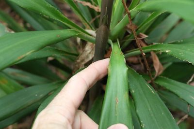 Cordyline congesta, photographed by Greg Tasney