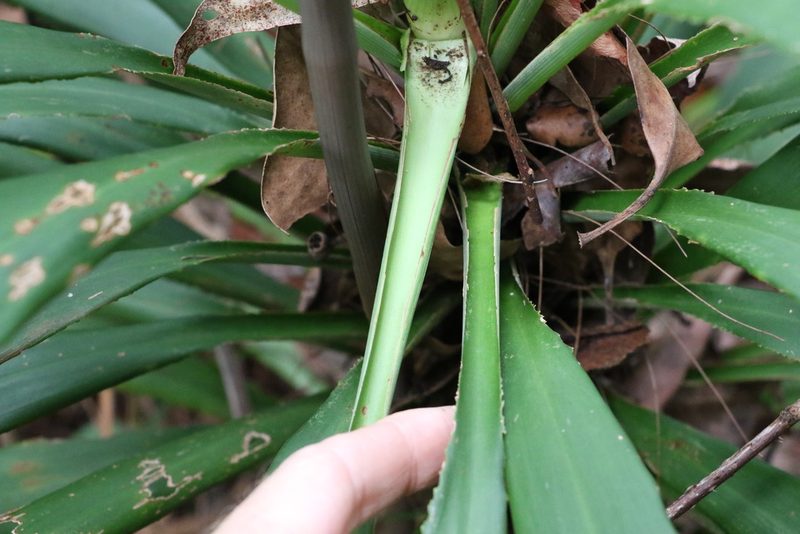 Cordyline congesta, photographed by Greg Tasney