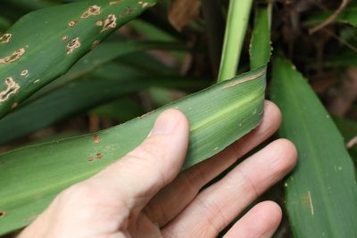 Cordyline congesta, photographed by Greg Tasney