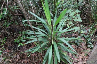 Cordyline congesta, photographed by Greg Tasney