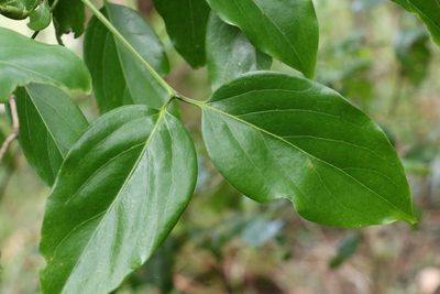 Psydrax lamprophyllus, photographed by Greg Tasney