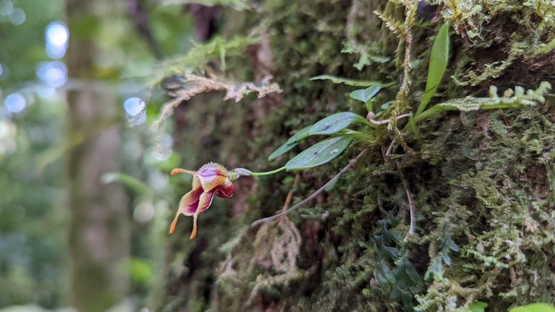 Masdevallia molossoides, photographed by Trevor Van Loon