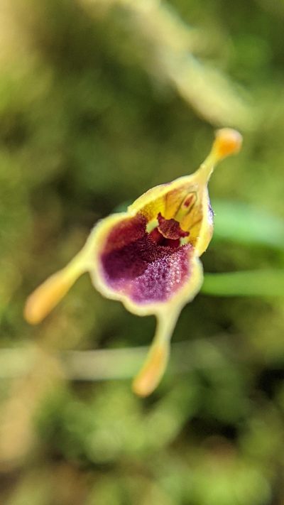 Masdevallia molossoides, photographed by Trevor Van Loon