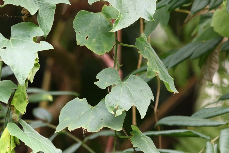 Trichosanthes subvelutina, photographed by Greg Tasney