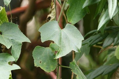 Trichosanthes subvelutina, photographed by Greg Tasney