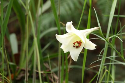 Lilium formosanum, photographed by Greg Tasney