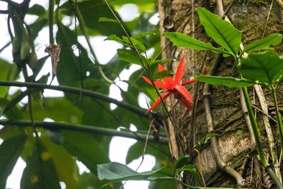 Passiflora vitifolia, photographed by Melissa McMasters
