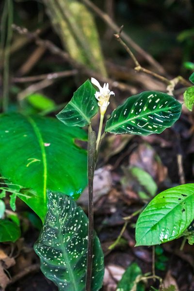 Goeppertia warszewiczii, photographed by Melissa McMasters