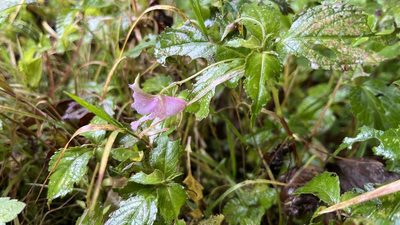 Impatiens uniflora, photographed by Hazel Chang