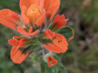 Castilleja latifolia, photographed by Zoltán Stekkelpak