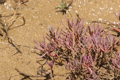 Suaeda australis, photographed by Greg Tasney