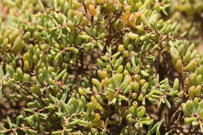 Suaeda arbusculoides, photographed by Greg Tasney