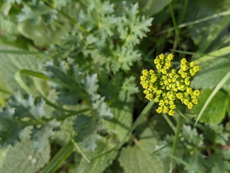 Lomatium parvifolium, photographed by Zoltán Stekkelpak