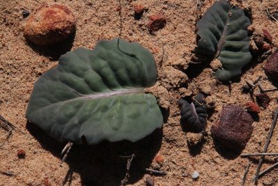 Othonna oleracea, photographed by Tony Rebelo