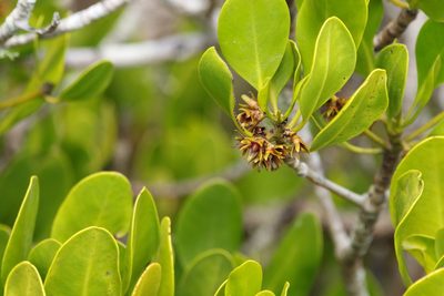 Ceriops australis, photographed by Greg Tasney