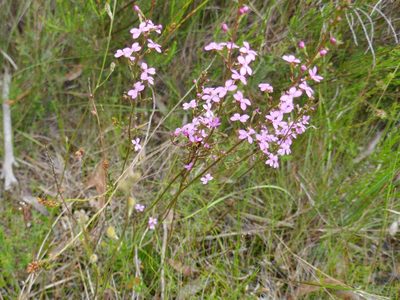 Stylidium lineare, photographed by Gary Williams
