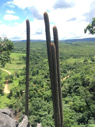 Coleocephalocereus neoestevesii, photographed by rebecca bachman