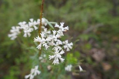 Conospermum taxifolium, photographed by Gary Williams