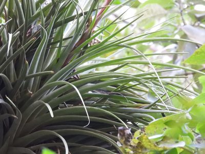Tillandsia rodrigueziana, photographed by Grete Pasch