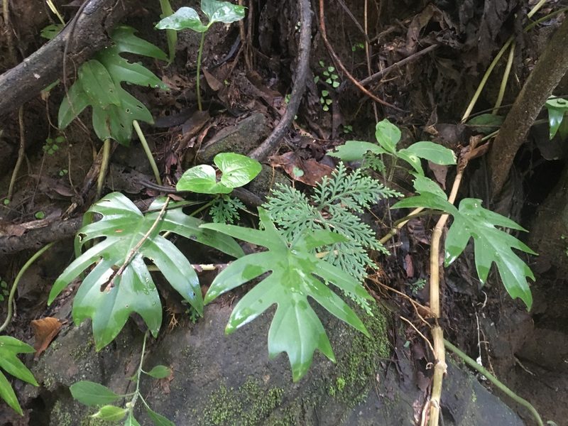 Philodendron mayoi, photographed by rebecca bachman